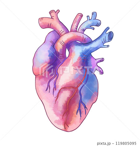 Anatomical heart. Color illustration for medical and educational textbooks, brochures and manuals. For design of T-shirts, postcards, medical and websites. For products for heart and blood vessels. Anatomical heart. Color illustration for medical and educational textbooks, brochures and manuals. For design of T-shirts, postcards, medical and websites. For products for heart and blood vessels. 119805095