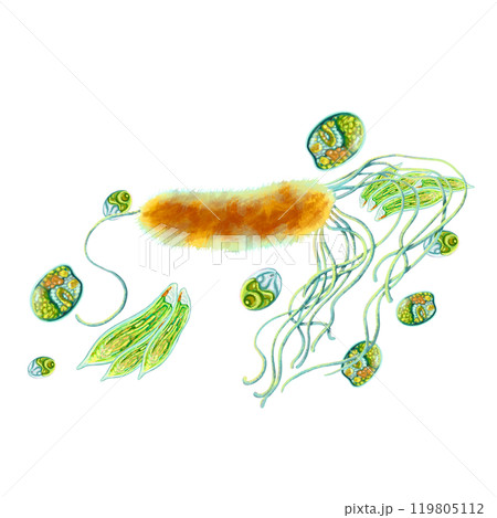 Study of bacteria and protozoa. Illustration of single-celled. Soap, antiseptic and hygiene product labels. For design of medical brochures and posters. Printing educational books, encyclopedias, etc. Study of bacteria and protozoa. Illustration of single-celled. Soap, antiseptic and hygiene product labels. For design of medical brochures and posters. Printing educational books, encyclopedias, etc. 119805112