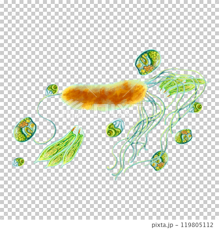 Study of bacteria and protozoa. Illustration of single-celled. Soap, antiseptic and hygiene product labels. For design of medical brochures and posters. Printing educational books, encyclopedias, etc. Study of bacteria and protozoa. Illustration of single-celled. Soap, antiseptic and hygiene product labels. For design of medical brochures and posters. Printing educational books, encyclopedias, etc. 119805112