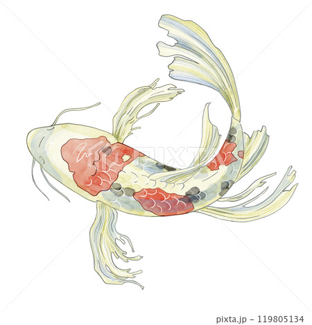 Japanese Koi fish, top view. Watercolor illustration of a decorative carp in pastel colors. For printing on dishes, postcards, notebooks or horoscopes. Registration of aquarium fish products and feeds 119805134