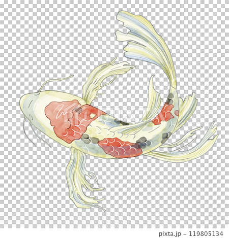 Japanese Koi fish, top view. Watercolor illustration of a decorative carp in pastel colors. For printing on dishes, postcards, notebooks or horoscopes. Registration of aquarium fish products and feeds 119805134