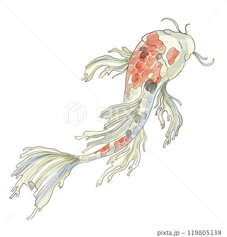 Japanese Koi fish, top view. Watercolor illustration of a decorative carp in pastel colors. For printing on dishes, postcards, notebooks or horoscopes. Registration of aquarium fish products and feeds Japanese Koi fish, top view. Watercolor illustration of a decorative carp in pastel colors. For printing on dishes, postcards, notebooks or horoscopes. Registration of aquarium fish products and feeds 119805139