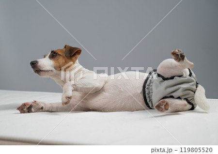 Jack Russell Terrier dog lying on bed in reusable diapers. Jack Russell Terrier dog lying on bed in reusable diapers. 119805520