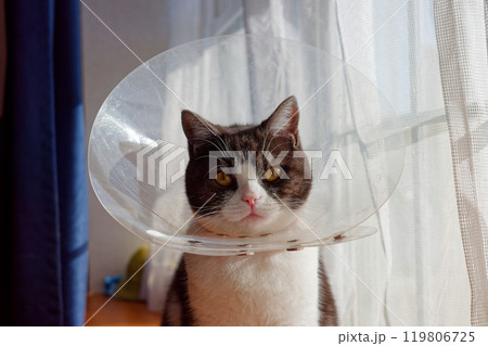 カラーをした猫 119806725