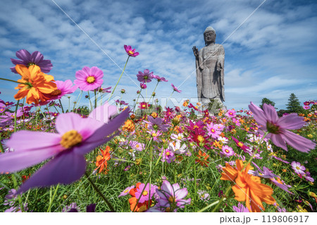 極楽浄土 牛久大仏と満開のコスモス 極楽浄土 牛久大仏と満開のコスモス 119806917