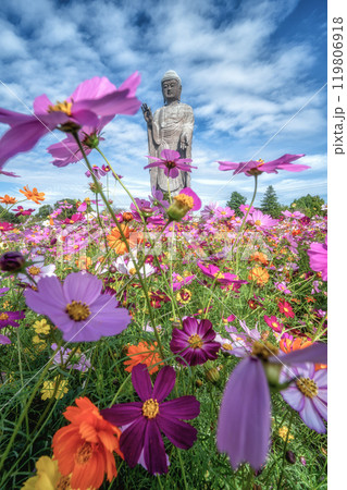 極楽浄土　牛久大仏と満開のコスモス 119806918