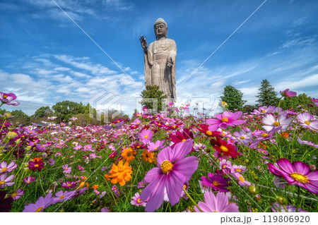 極楽浄土　牛久大仏と満開のコスモス 119806920