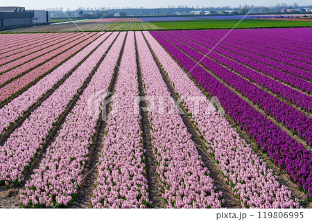 Vibrant flower fields extending to the horizon in the Dutch countryside, Netherlands Vibrant flower fields extending to the horizon in the Dutch countryside, Netherlands 119806995