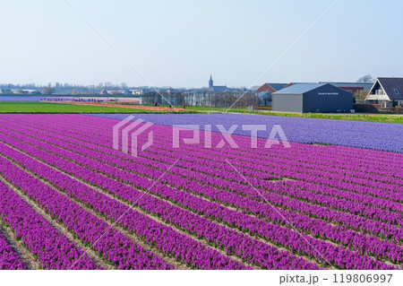 Vibrant purple flower field with a village in the distance under blue sky, Netherlands 119806997