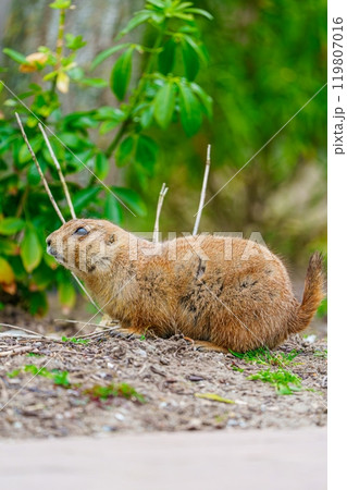 Adorable Prairie Dog Sitting Calmly On The Ground While Observing Its Surroundings In Nature 119807016