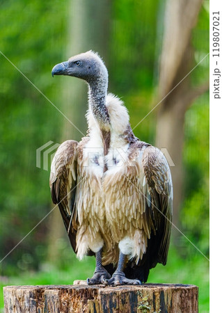 Close-up of a vulture standing on a branch with a blurred background 119807021