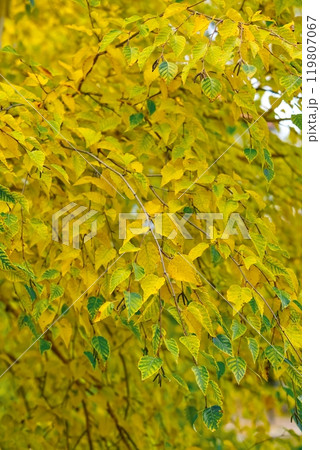 Stunning Closeup of Bright Yellow Birch Tree Leaves in Autumn with Warm Sunlight Backlighting Them Stunning Closeup of Bright Yellow Birch Tree Leaves in Autumn with Warm Sunlight Backlighting Them 119807067