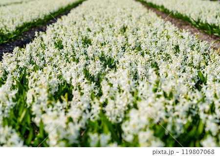 A Gorgeous Arrangement of White Hyacinths in Full Bloom, Perfect for Spring Floral Decorations A Gorgeous Arrangement of White Hyacinths in Full Bloom, Perfect for Spring Floral Decorations 119807068
