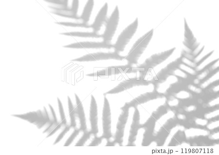 Fern branch shadow. Leaf shadow overlay. Sunlight trough the leaf. Nature organic shadow. Blurred Leaf shadow and light on wall background. 3d rendering 119807118