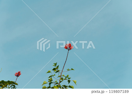 青空とサンゴシトウ 青空とサンゴシトウ 119807189