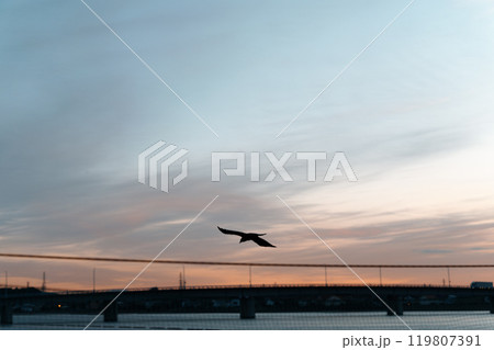 朝日と海と飛び立つ鳥 119807391