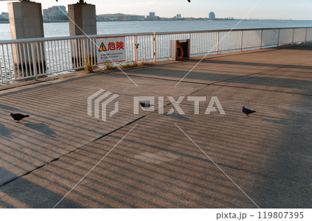 早朝の海辺の堤防を歩く鳩たち 119807395