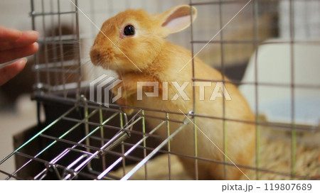 ケージから顔を出す仔うさぎ 119807689