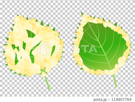 Delicious shiso leaf tempura Delicious shiso leaf tempura 119807764