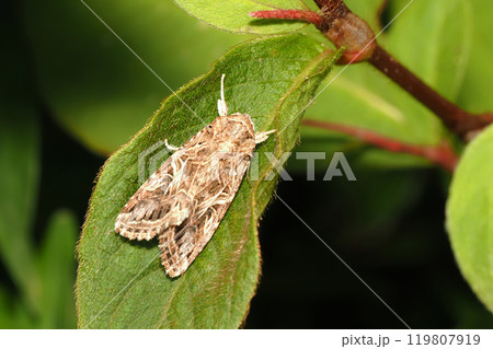 ハスモンヨトウ 119807919