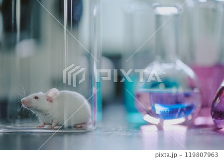 White mouse inside a laboratory with various glassware in background, including beakers with colored liquids. Setting suggests scientific experimentation and research White mouse inside a laboratory with various glassware in background, including beakers with colored liquids. Setting suggests scientific experimentation and research 119807963