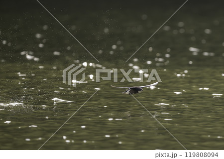 水面を高速で飛ぶハリオアマツバメ 水面を高速で飛ぶハリオアマツバメ 119808094