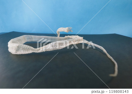 ヘビの抜け殻 119808143