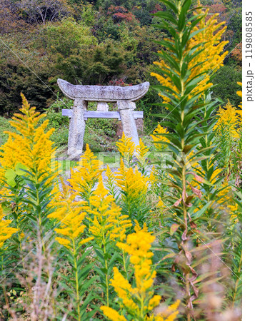 石鳥居とセイタカアワダチソウ(縦) 石鳥居とセイタカアワダチソウ(縦) 119808585