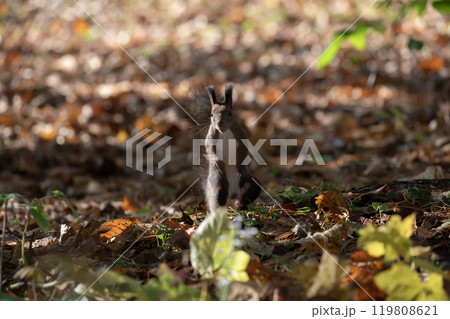 秋の森を駆け回る可愛いエゾリス 119808621