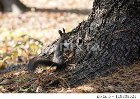 秋の森を駆け回る可愛いエゾリス 119808623