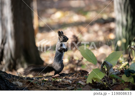 秋の森を駆け回る可愛いエゾリス 119808633