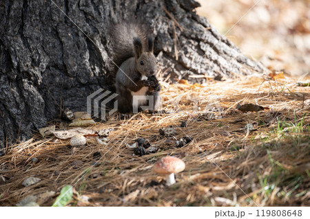 秋の森を駆け回る可愛いエゾリス 119808648