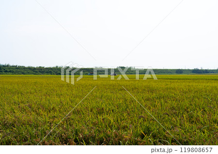 稲の収穫情景 119808657