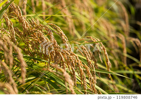収穫時期を迎えた稲穂と青空のコピースペース 119808746