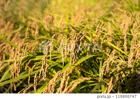 収穫時期を迎えた稲穂と青空のコピースペース 119808747