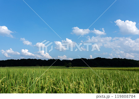 成長している夏の頃の稲穂 成長している夏の頃の稲穂 119808784