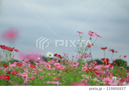 秋の青空に映えるコスモス 秋の青空に映えるコスモス 119808837