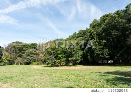 わき水広場の自然　野川沿い　野川公園横　秋晴れの青空　東京都三鷹市大沢 119808988