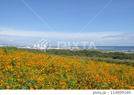 国営ひたちなか市海浜公園見晴の丘からみえるひたちなか港と太平洋とマリーゴルドの花 119809180
