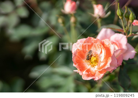 淡いピンクの薔薇　秋バラ 119809245