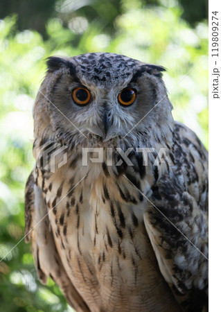 黄金に輝くワシミミズクの目 黄金に輝くワシミミズクの目 119809274