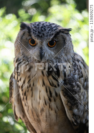 黄金に輝くワシミミズクの目 119809275