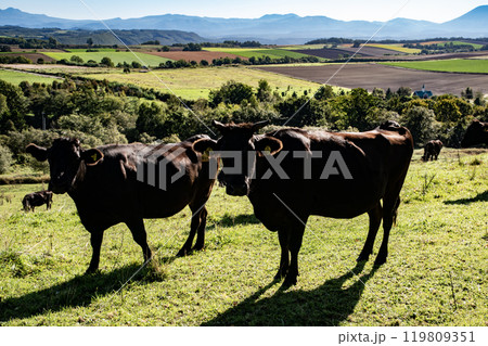 大草原の牛 119809351