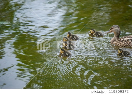 活発に泳ぎ回るマガモの雛たちと優しく見守る母親 119809372
