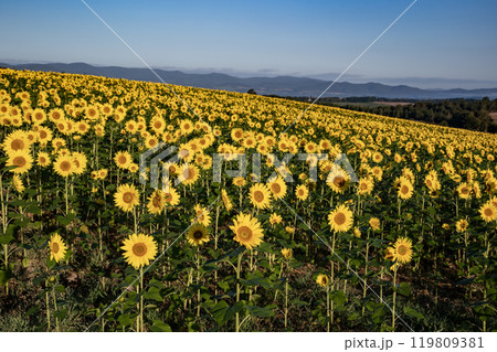 朝日に照らされたひまわり畑 119809381