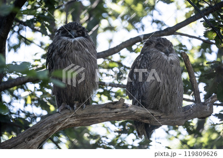 島梟の住む森 島梟の住む森 119809626