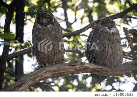 島梟の住む森 島梟の住む森 119809632