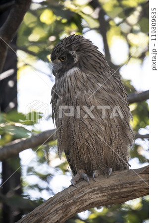 島梟の住む森 119809635