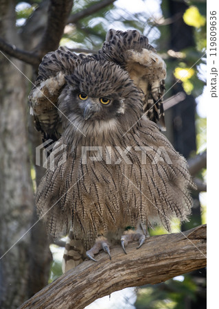 島梟の住む森 119809636