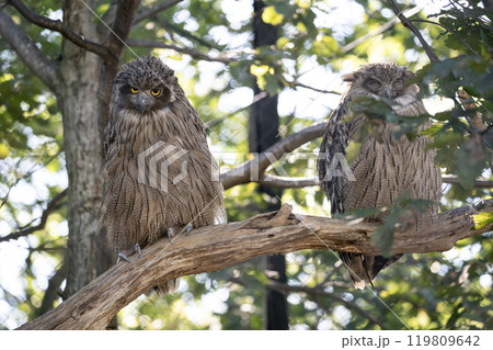 島梟の住む森 島梟の住む森 119809642